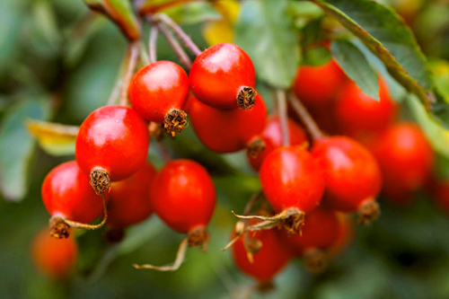 Rosa Canina (Dog Rose)