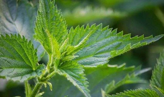 Urtica (Nettle)