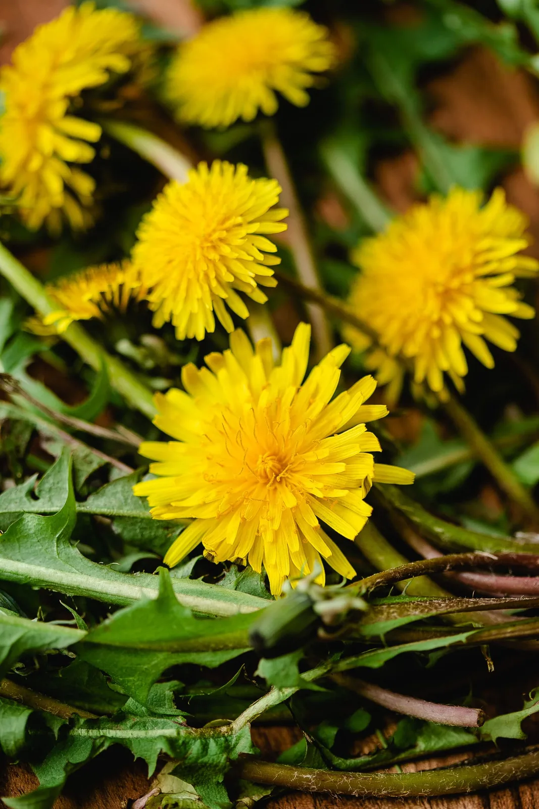 ბაბუაწვერა Taraxacum officinale - ინულინით მდიდარი ქართული სამკურნალო მცენარე