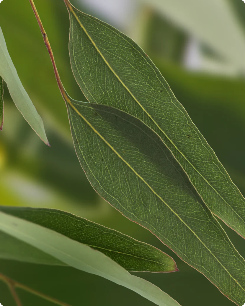Dried Eucalyptus viminalis (Manna Gum) leaves, whole and cut, prepared for bulk B2B supply