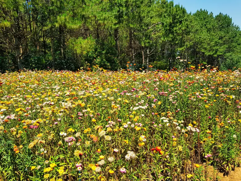 Hand-sorting and drying wild-harvested medicinal plants