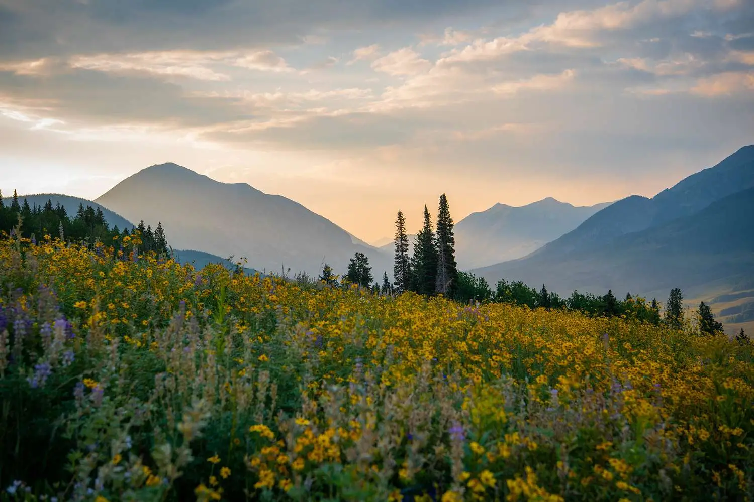 Georgian Caucasus Mountains landscape with medicinal plant fields