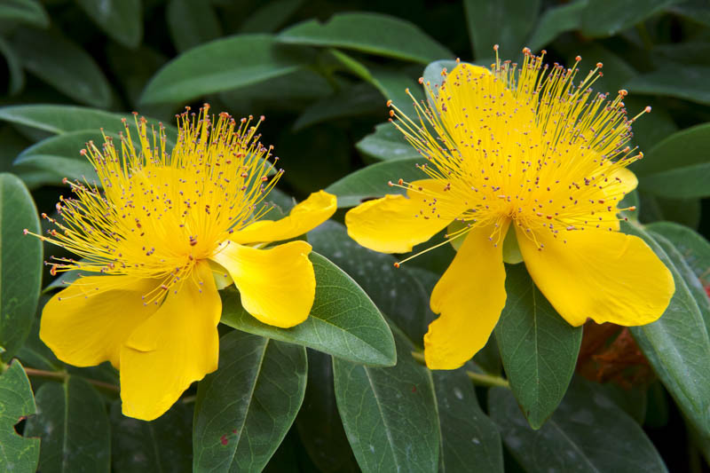 Hypericum (St. John's Wort)