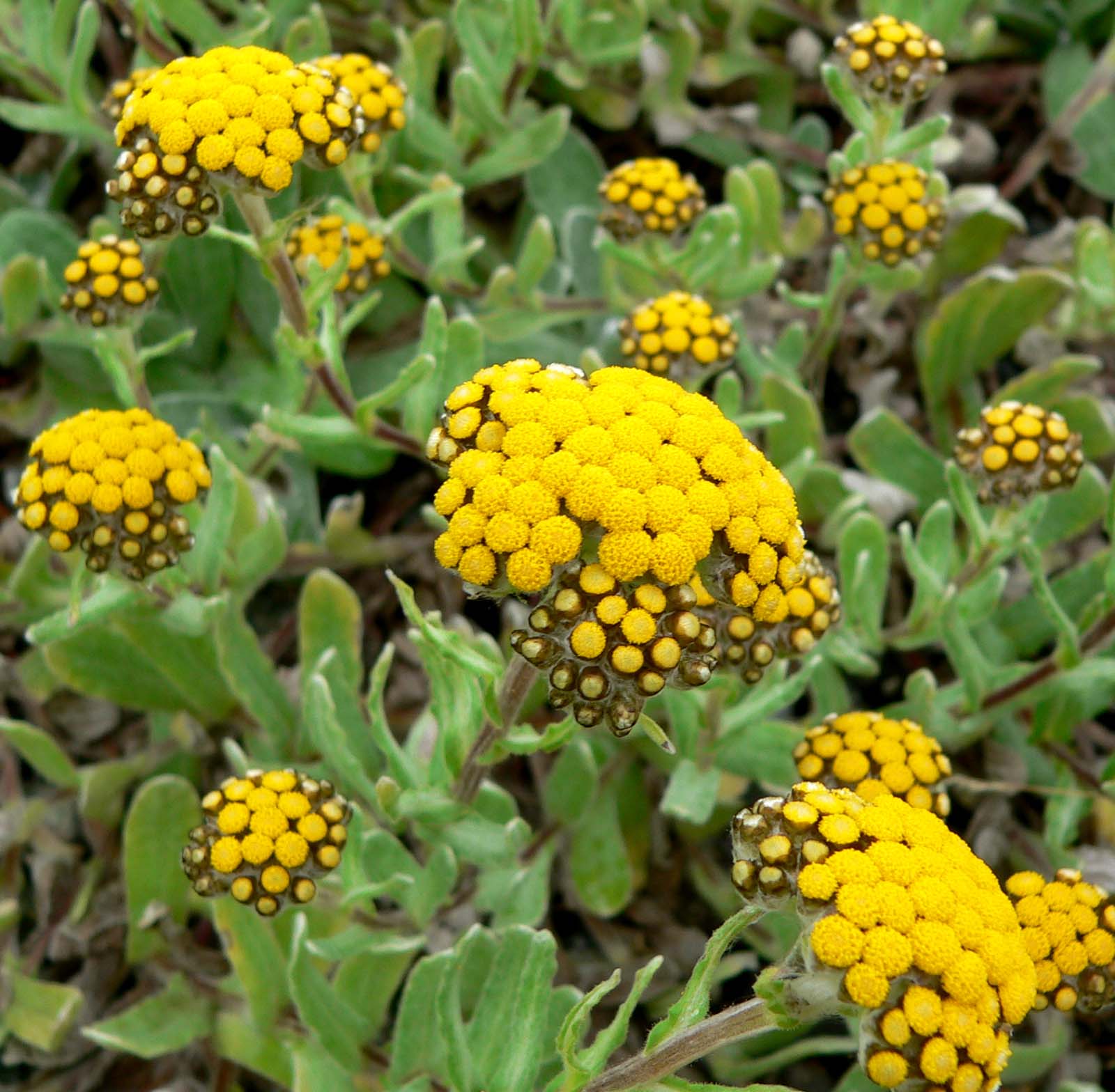 Helichrysum (Immortelle)