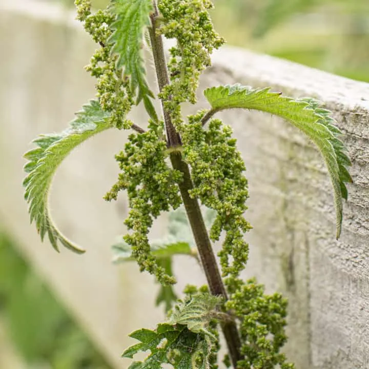 Dried wild-harvested nettle seed (Urtica dioica) from Samtskhe-Javakheti, Georgia
