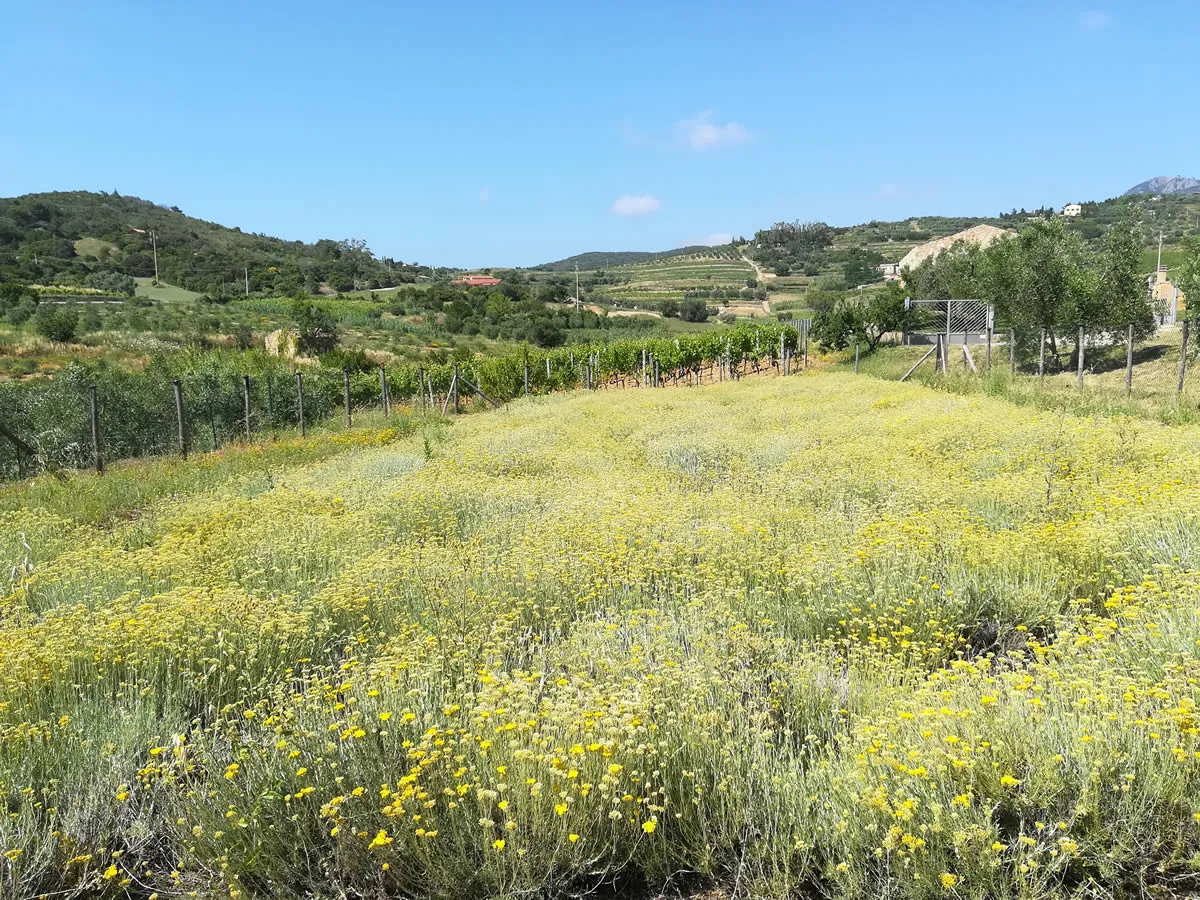 Alpine flora in the Georgian Caucasus