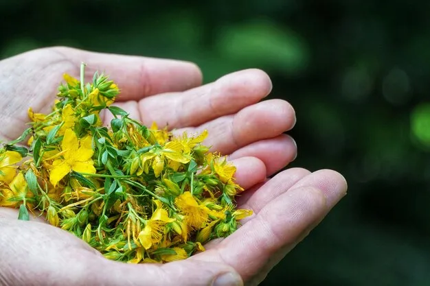 BioGroup team working with medicinal herbs
